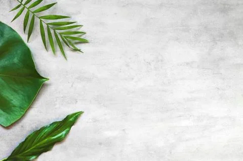 Leaf pattern. Green tropical leaves on gray background. Summer concept. Flat  Foto stock