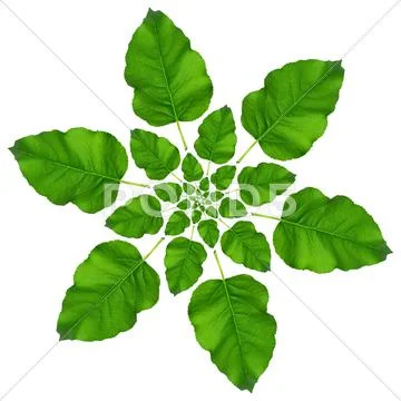 Leaf pattern Stock Illustration