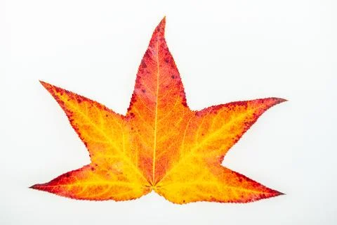 Leaf pattern of isolated maple leaves. Leaf detail from isolated maple leaves Stock Photos