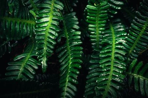 Leaf pattern in low key Stock Photos
