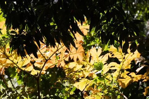 A leaf pattern Mix of leafs in the wood forming a coloured pattern Copyrig... Stock Photos