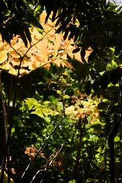 A leaf pattern Mix of leafs in the wood forming a coloured pattern Copyrig... 写真素材