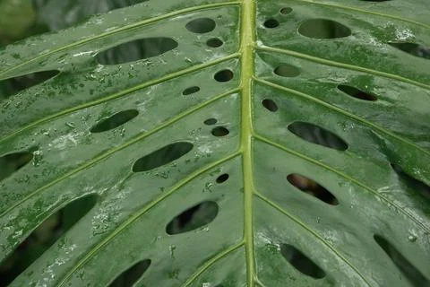 Leaf pattern of a monstera plant Foto stock