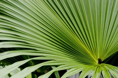 Leaf pattern , Palm variety Copyright: xSunilxKapadia/DinodiaxPhotox  Stock Photos