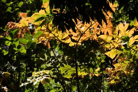 A leaf pattern Stock Photos