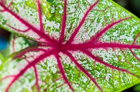 Leaf pattern Stock Photos