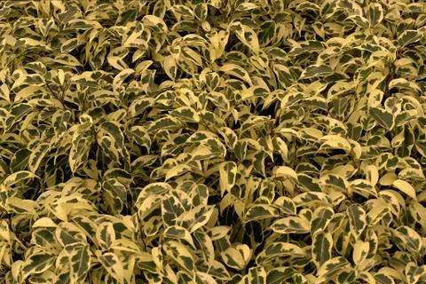 Leaf Pattern Foto stock