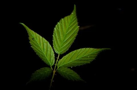 Leaf Pattern Stock-Fotos