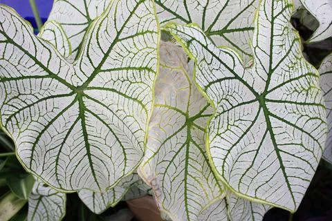 Leaf pattern Stock Photos