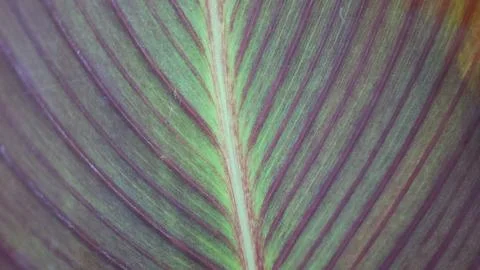 Leaf pattern 写真素材