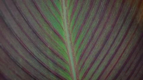 Leaf pattern 写真素材