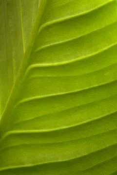 Leaf Pattern Stock Photos