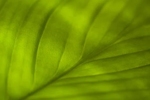 Leaf Pattern Stock Photos