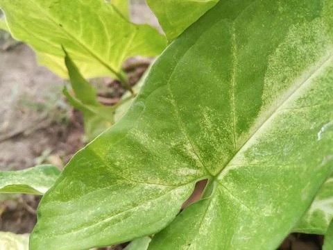 Leaf Pattern Stock Photos