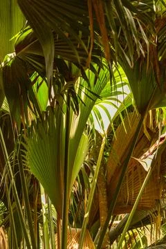 Leaf Pattern In The Rainforest Stock Photos