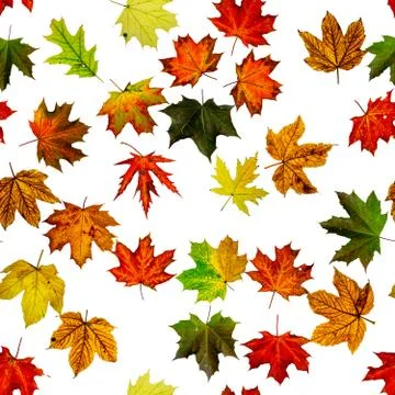 Leaf pattern seamless. Colorful maple foliage. Season leaves fall background. Stock Photos