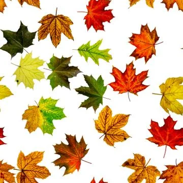 Leaf pattern seamless. Colorful maple foliage. Season leaves fall background. Stock Photos