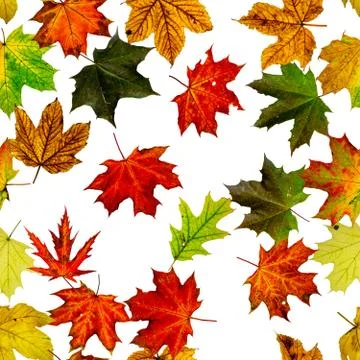 Leaf pattern seamless. Colorful maple foliage. Season leaves fall background. Stock Photos