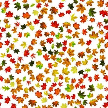 Leaf pattern seamless. Colorful maple foliage. Season leaves fall background. Stock Photos
