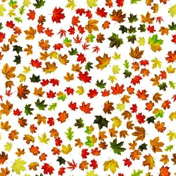 Leaf pattern seamless. Colorful maple foliage. Season leaves fall background. Stock Photos