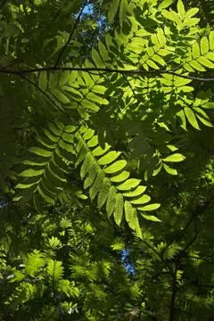 Leaf pattern with shadows Foto stock