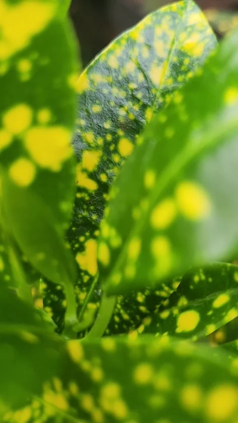 Leaf pattern splash yellow green Stockbeeldmateriaal 291981319