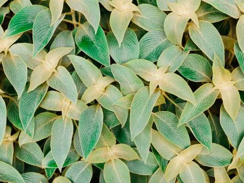 Leaf pattern texture background Foto stock