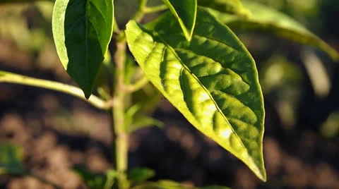 Leaf pepper 動画素材 24956643