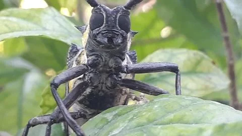 A leaf-perching longhorn beetle or Batocera Фото