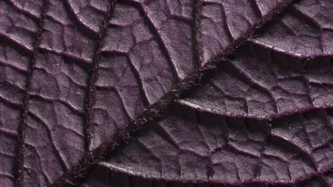 Leaf of Perilla frutescens. Complex texture with veins and cells. Macro shot. Stock Footage 293929788
