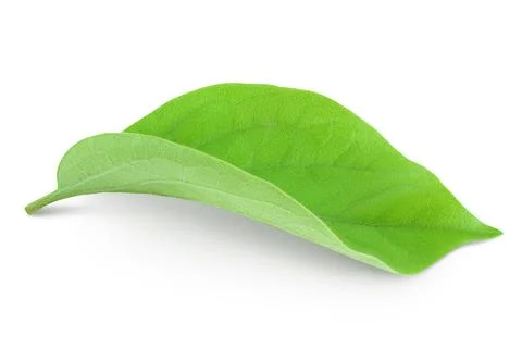 Leaf of persimmon fruit isolated on white background with full depth of field Stock Photos