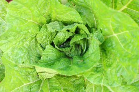 Leaf petals Stock Photos