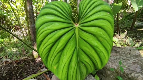 Leaf of Philodendron Vidéo 281528408