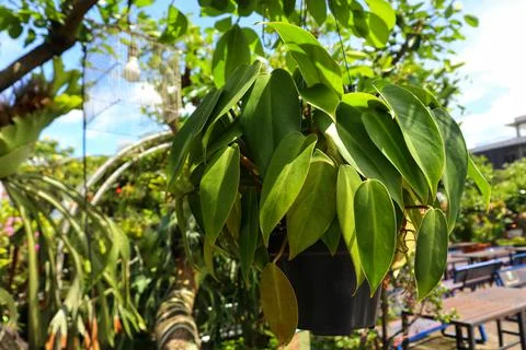 Leaf philodendron in a pot Stock Photos