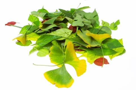 Leaf Stock Photos