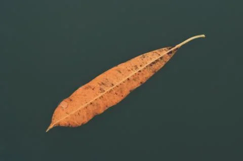 Leaf Stock Photos