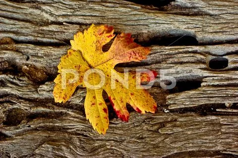 Leaf Foto stock