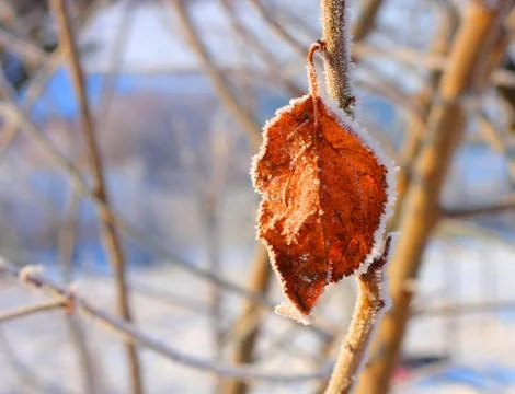 Leaf Stock Photos