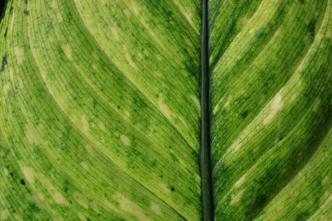 Leaf Stock Photos