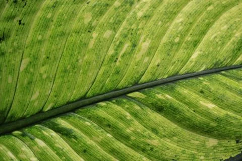 Leaf Фото