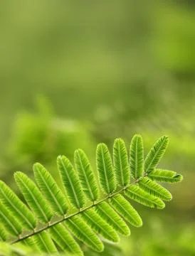 Leaf Stockfoto's