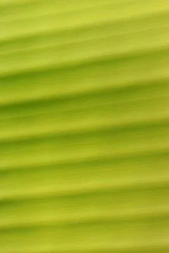 Leaf Фото