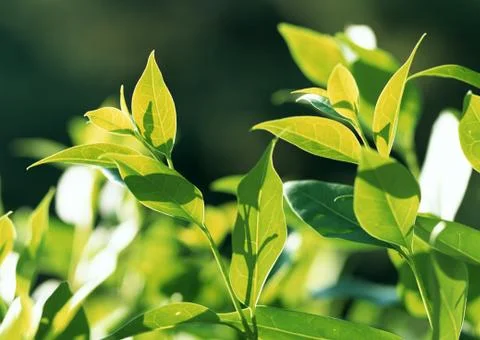 Leaf Stock Photos