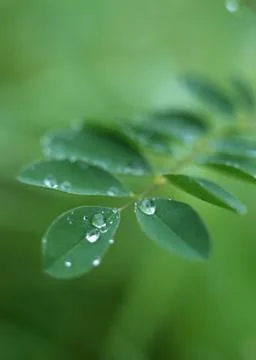 Leaf Stock Photos