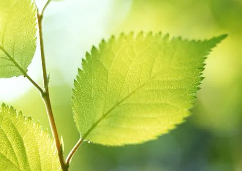 Leaf Stock Photos