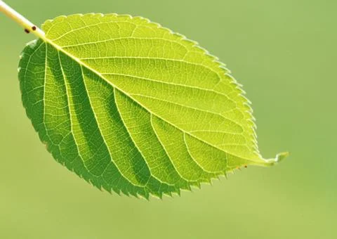 Leaf Stock Photos