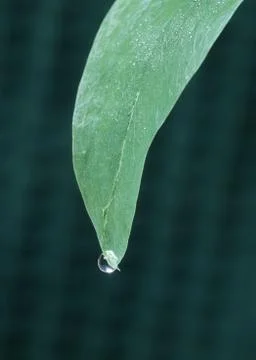 Leaf Stock Photos