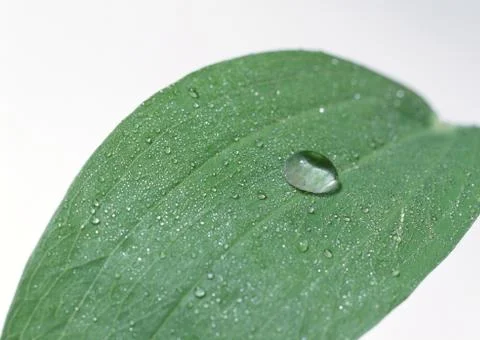 Leaf Stock Photos