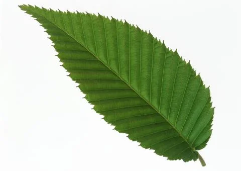 Leaf Stock Photos
