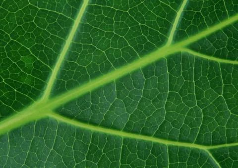 Leaf Stock Photos